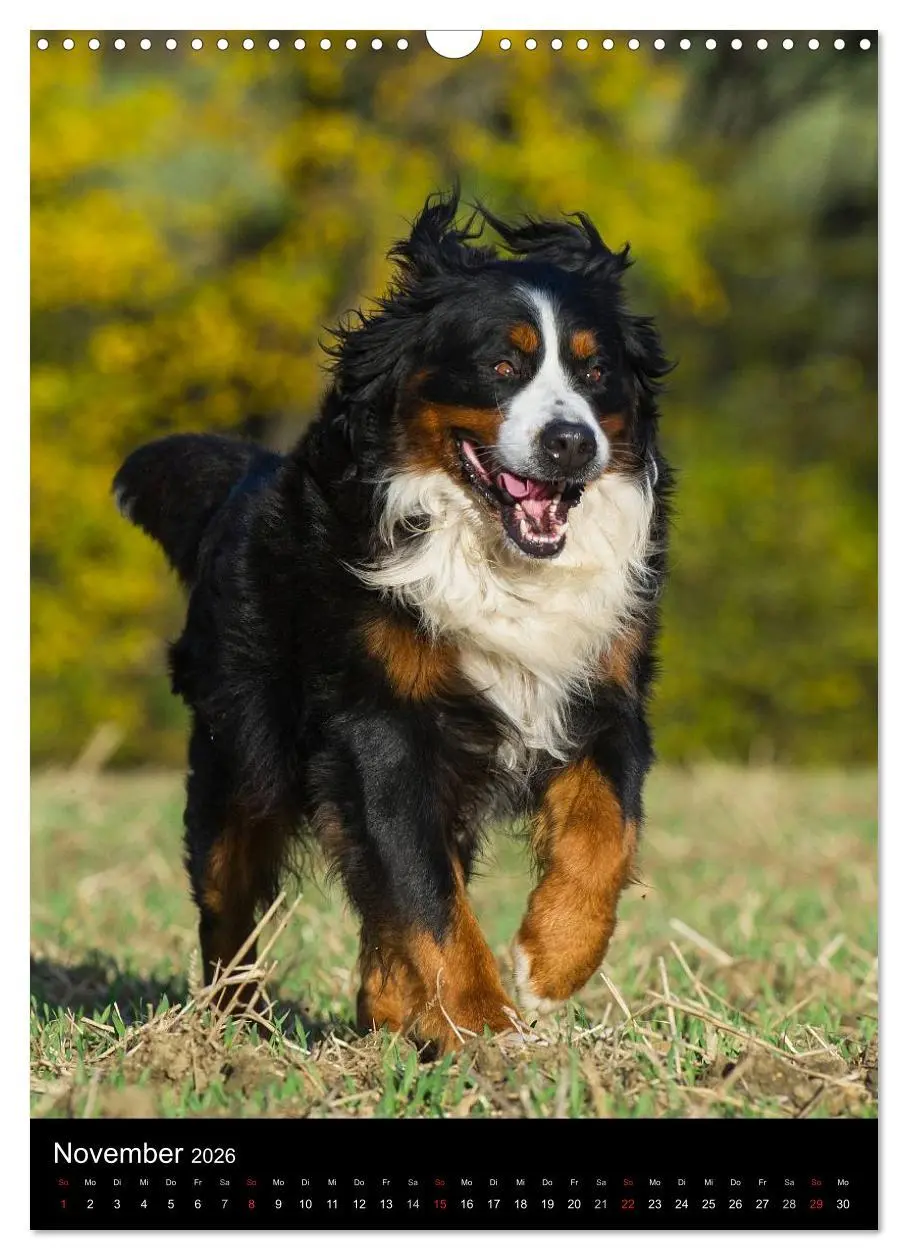 Bild: 9783516461305 | Faszination Berner Sennenhund (Wandkalender 2026 DIN A3 hoch),...