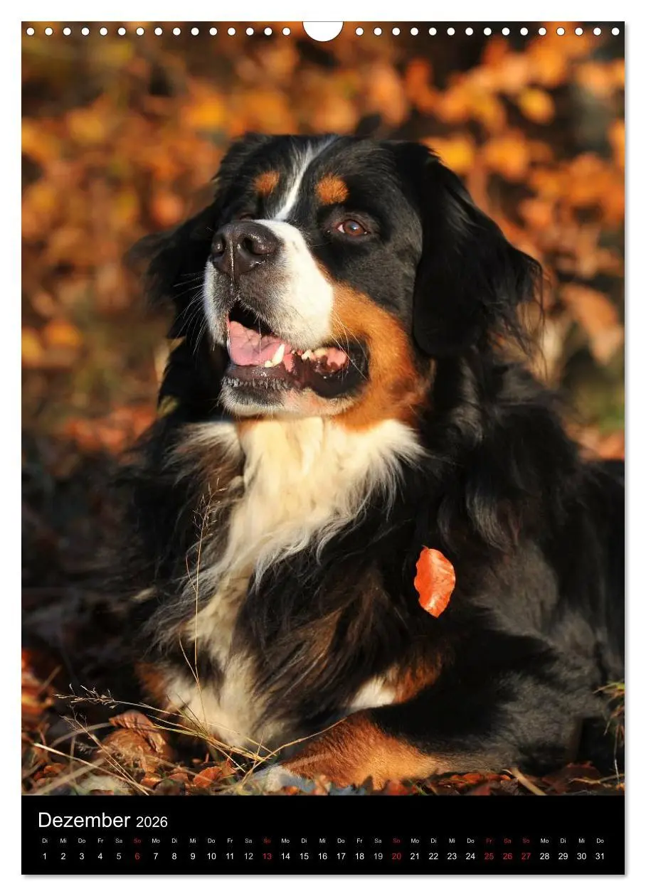 Bild: 9783516461305 | Faszination Berner Sennenhund (Wandkalender 2026 DIN A3 hoch),...