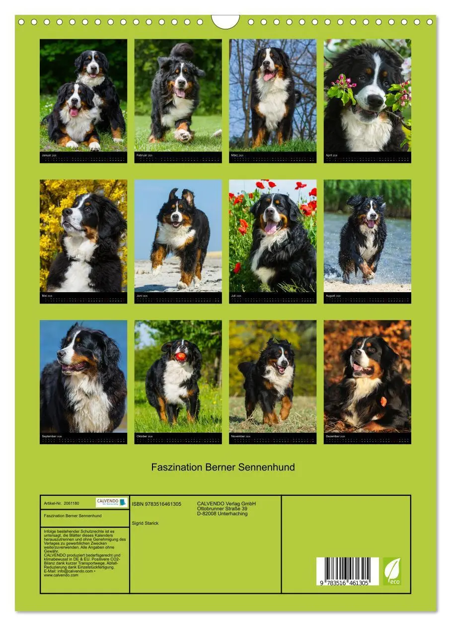 Bild: 9783516461305 | Faszination Berner Sennenhund (Wandkalender 2026 DIN A3 hoch),...