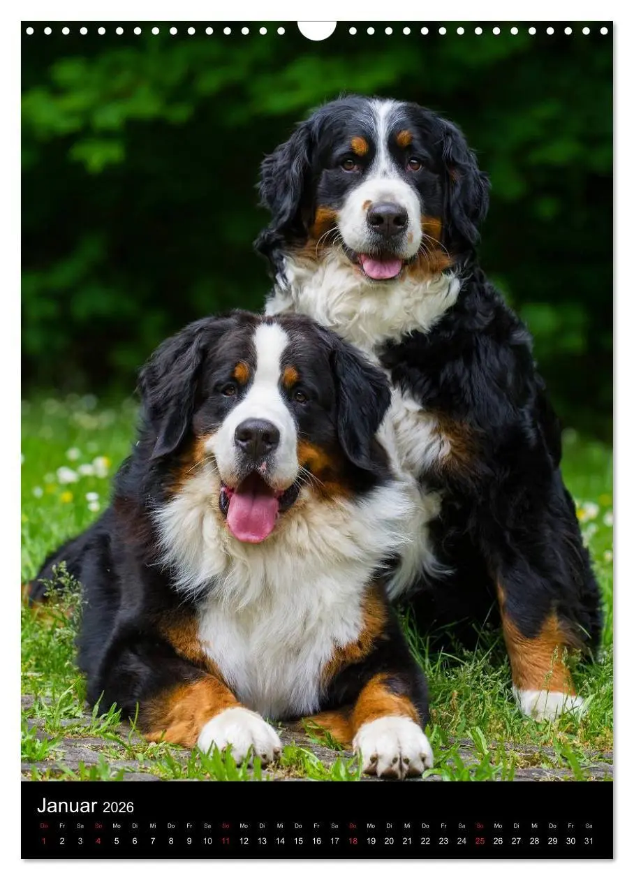 Bild: 9783516461305 | Faszination Berner Sennenhund (Wandkalender 2026 DIN A3 hoch),...