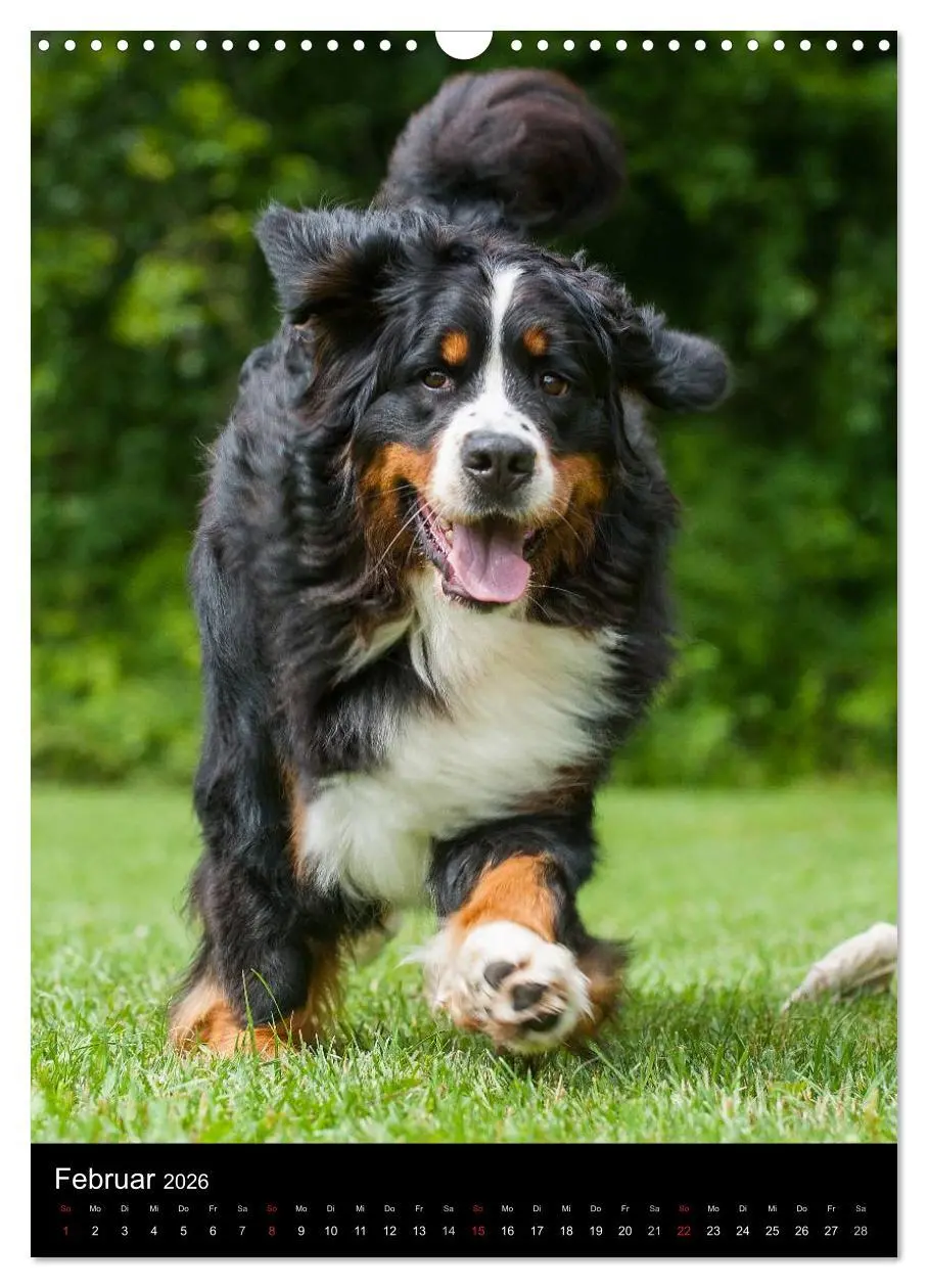 Bild: 9783516461305 | Faszination Berner Sennenhund (Wandkalender 2026 DIN A3 hoch),...