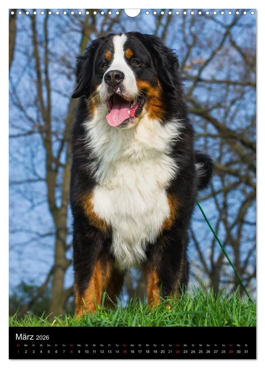 Bild: 9783516461305 | Faszination Berner Sennenhund (Wandkalender 2026 DIN A3 hoch),...