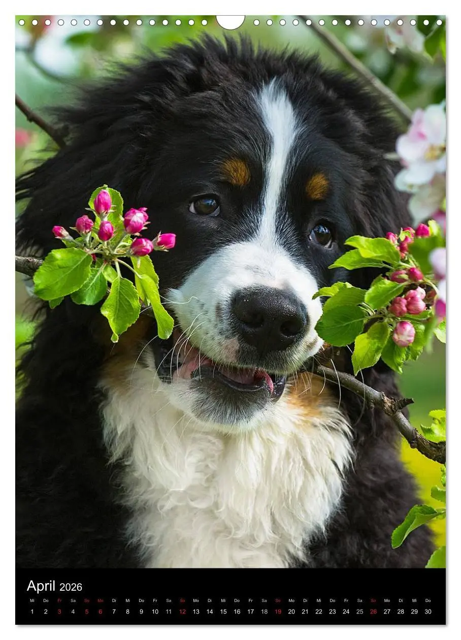 Bild: 9783516461305 | Faszination Berner Sennenhund (Wandkalender 2026 DIN A3 hoch),...