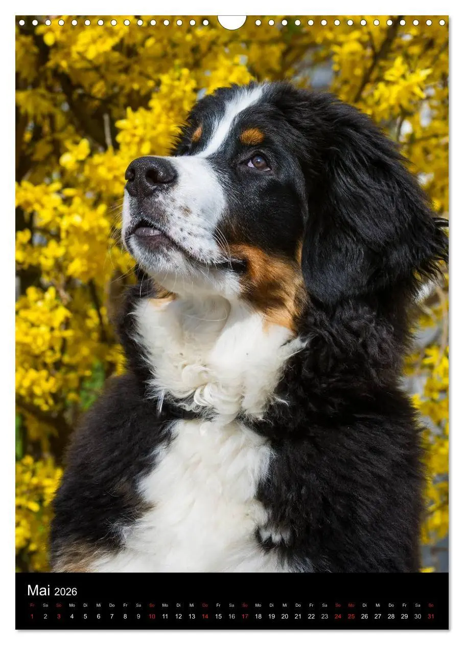 Bild: 9783516461305 | Faszination Berner Sennenhund (Wandkalender 2026 DIN A3 hoch),...