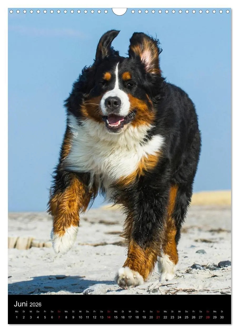 Bild: 9783516461305 | Faszination Berner Sennenhund (Wandkalender 2026 DIN A3 hoch),...