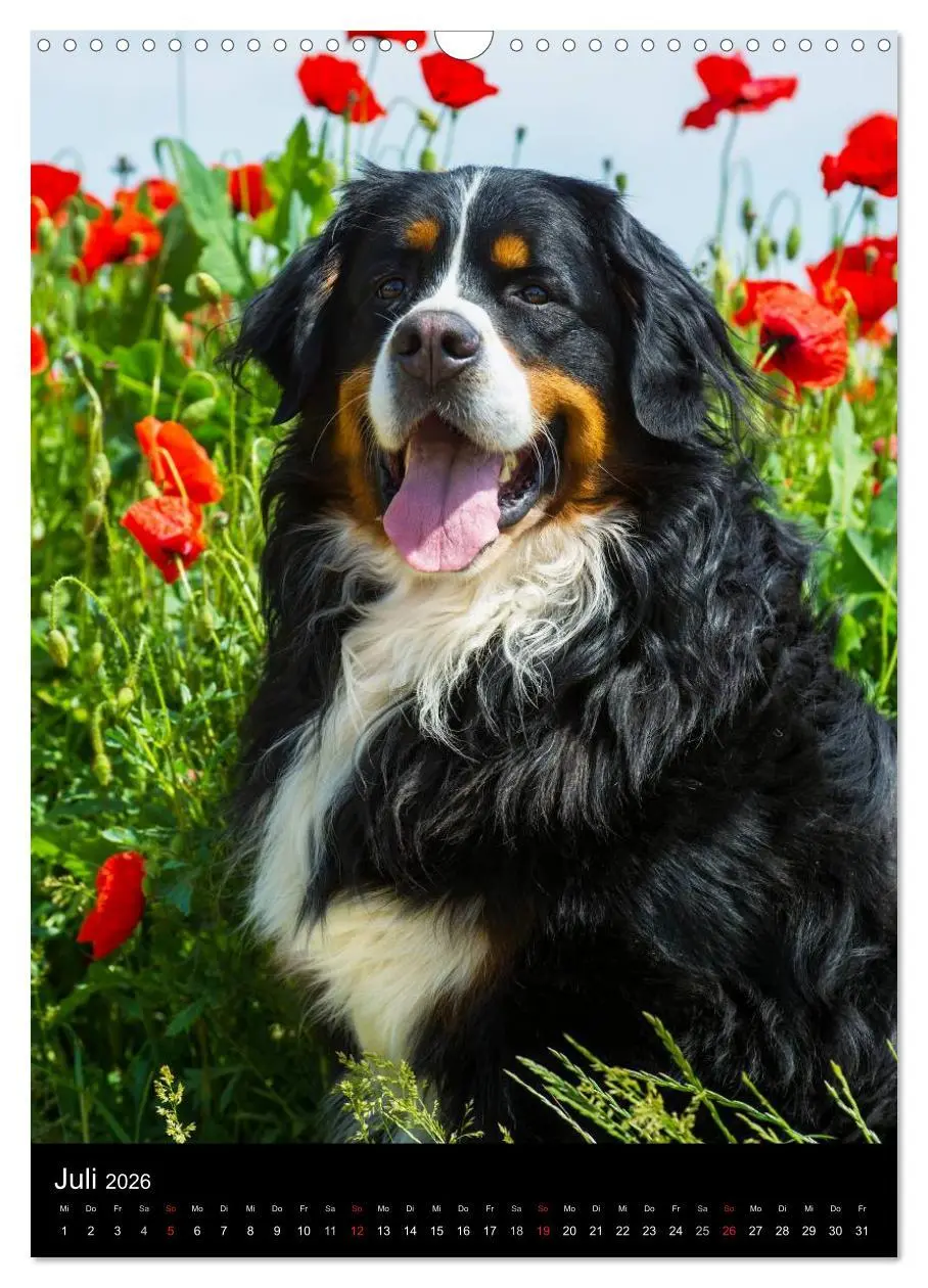 Bild: 9783516461305 | Faszination Berner Sennenhund (Wandkalender 2026 DIN A3 hoch),...