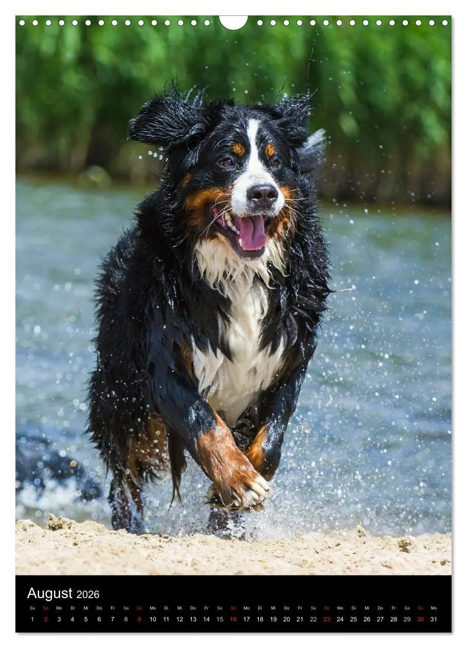 Bild: 9783516461305 | Faszination Berner Sennenhund (Wandkalender 2026 DIN A3 hoch),...