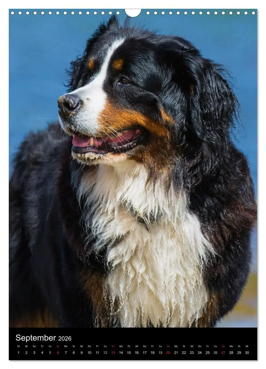 Bild: 9783516461305 | Faszination Berner Sennenhund (Wandkalender 2026 DIN A3 hoch),...