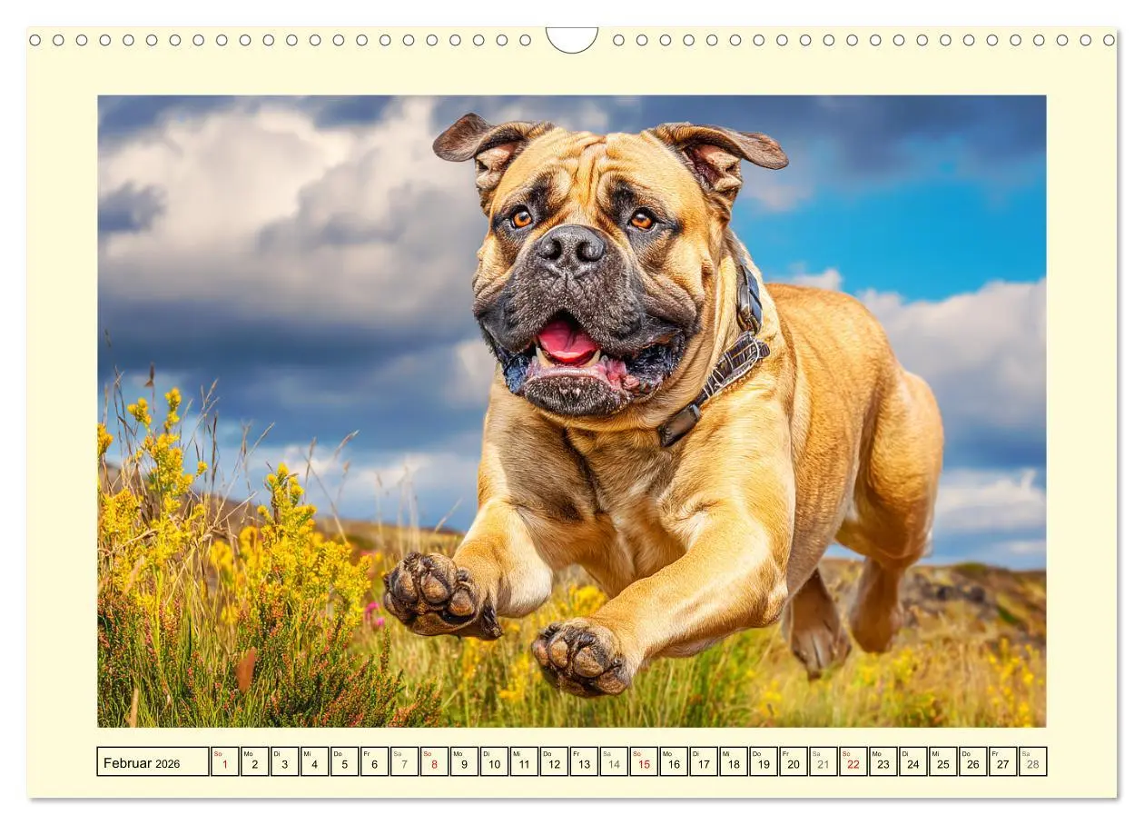 Bild: 9783516531305 | Bullmastiff im Porträt. Kraftvolle Hunde mit sanftem Wesen...