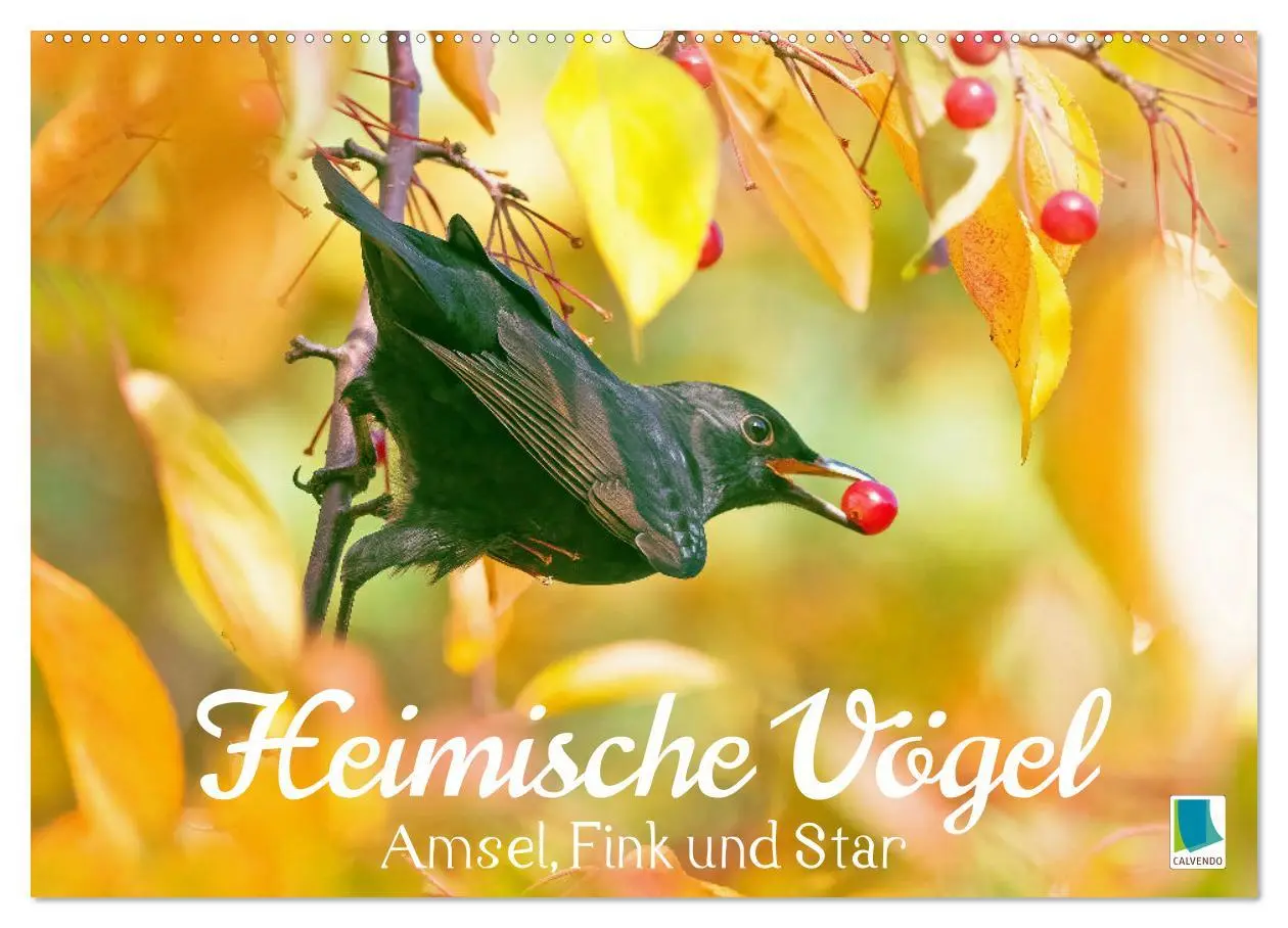 Cover: 9783457501405 | Amsel, Fink und Star: Heimische Vögel (Wandkalender 2026 DIN A2...
