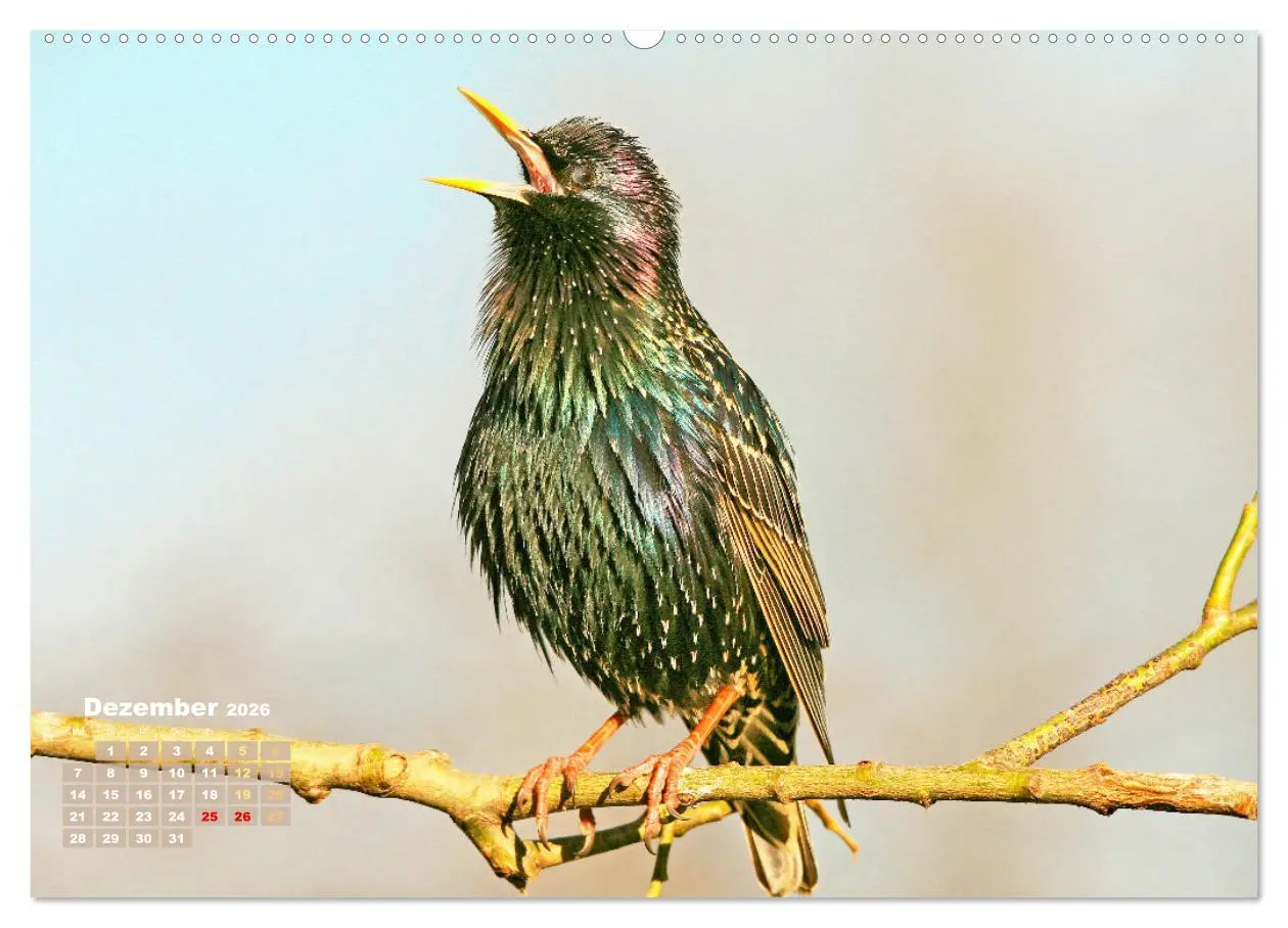Bild: 9783457501405 | Amsel, Fink und Star: Heimische Vögel (Wandkalender 2026 DIN A2...