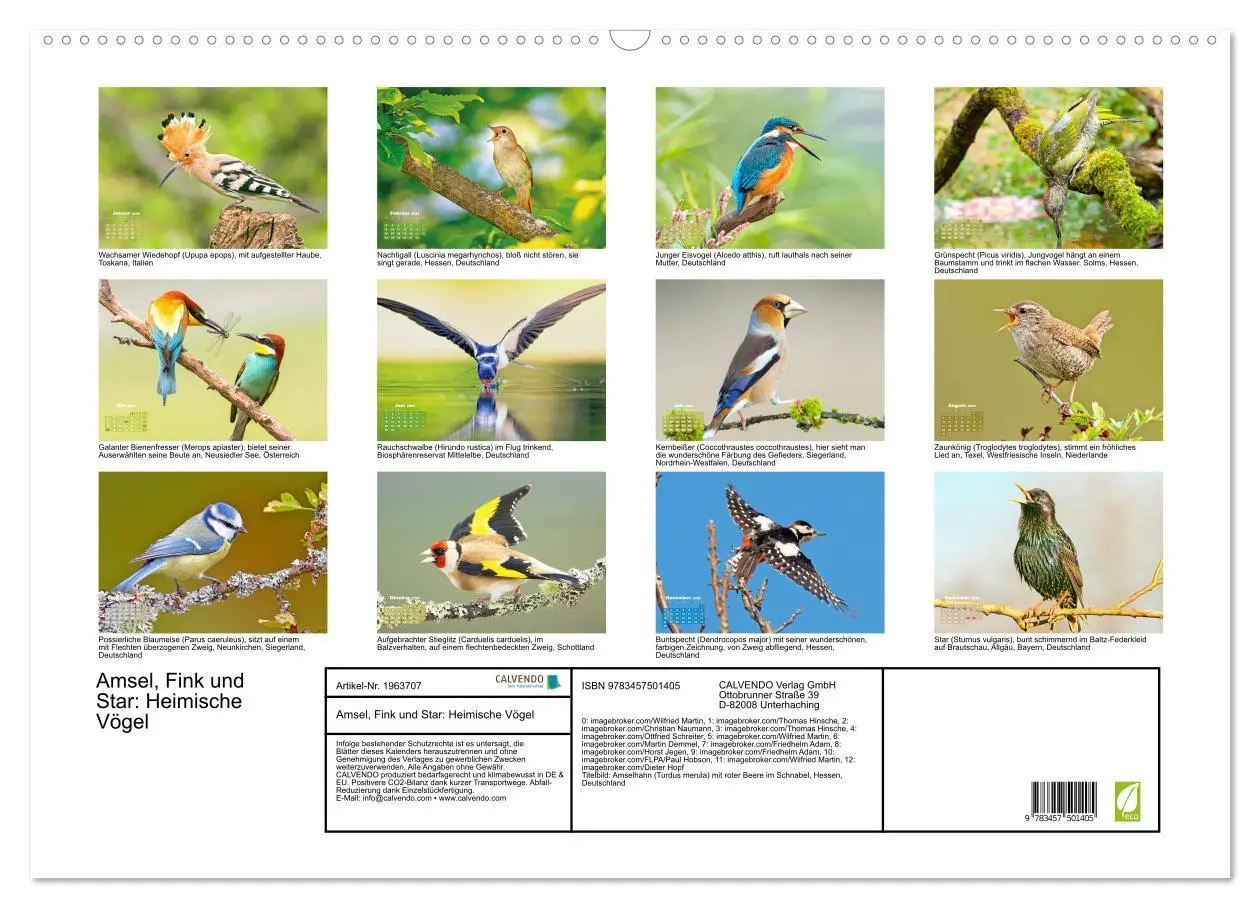 Bild: 9783457501405 | Amsel, Fink und Star: Heimische Vögel (Wandkalender 2026 DIN A2...