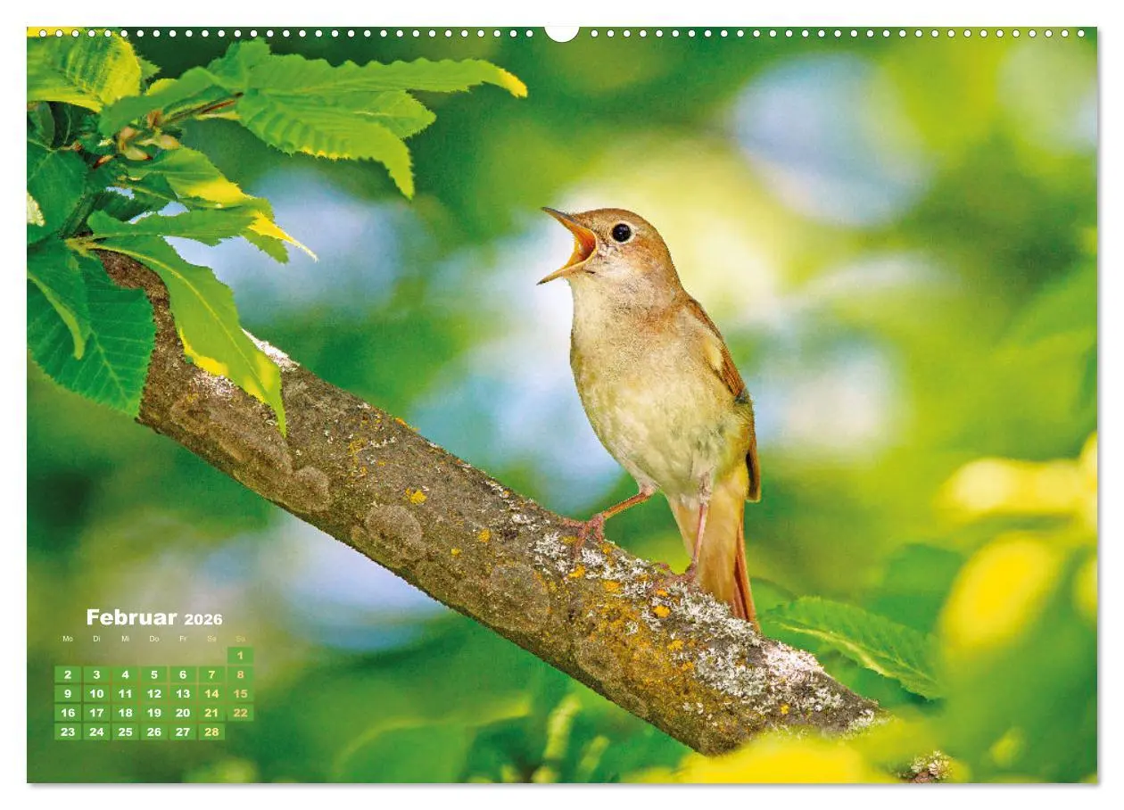 Bild: 9783457501405 | Amsel, Fink und Star: Heimische Vögel (Wandkalender 2026 DIN A2...