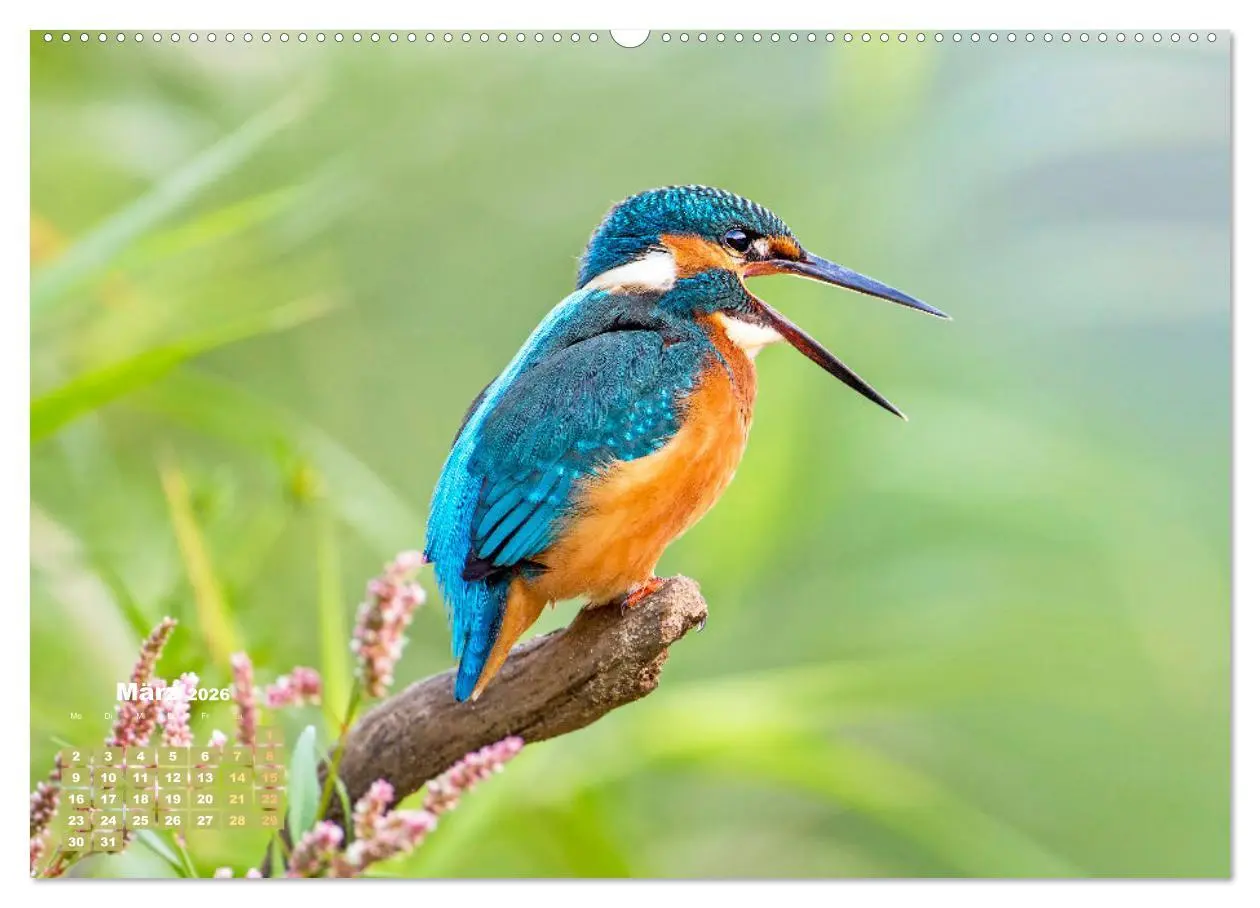 Bild: 9783457501405 | Amsel, Fink und Star: Heimische Vögel (Wandkalender 2026 DIN A2...