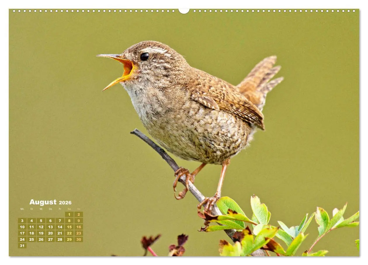 Bild: 9783457501405 | Amsel, Fink und Star: Heimische Vögel (Wandkalender 2026 DIN A2...