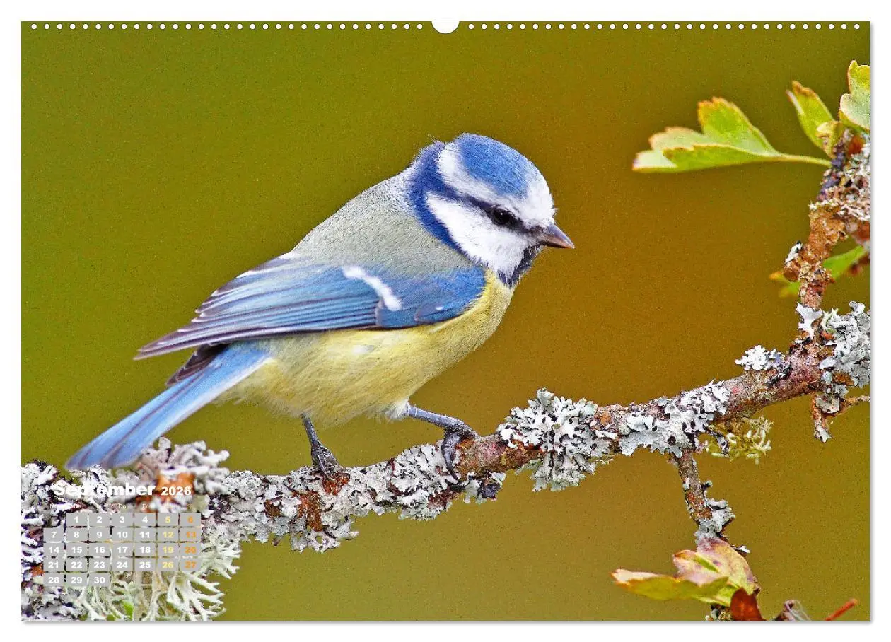 Bild: 9783457501405 | Amsel, Fink und Star: Heimische Vögel (Wandkalender 2026 DIN A2...