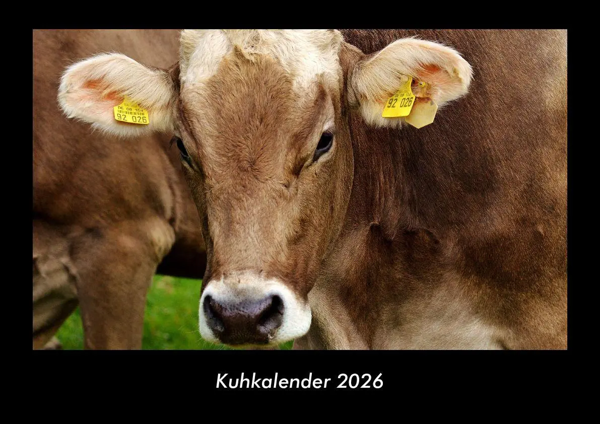 Kuhkalender 2026 Fotokalender DIN A3