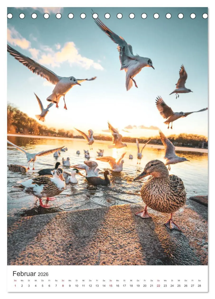 Bild: 9783516371505 | Münster - Stadt und Natur (Tischkalender 2026 DIN A5 hoch),...