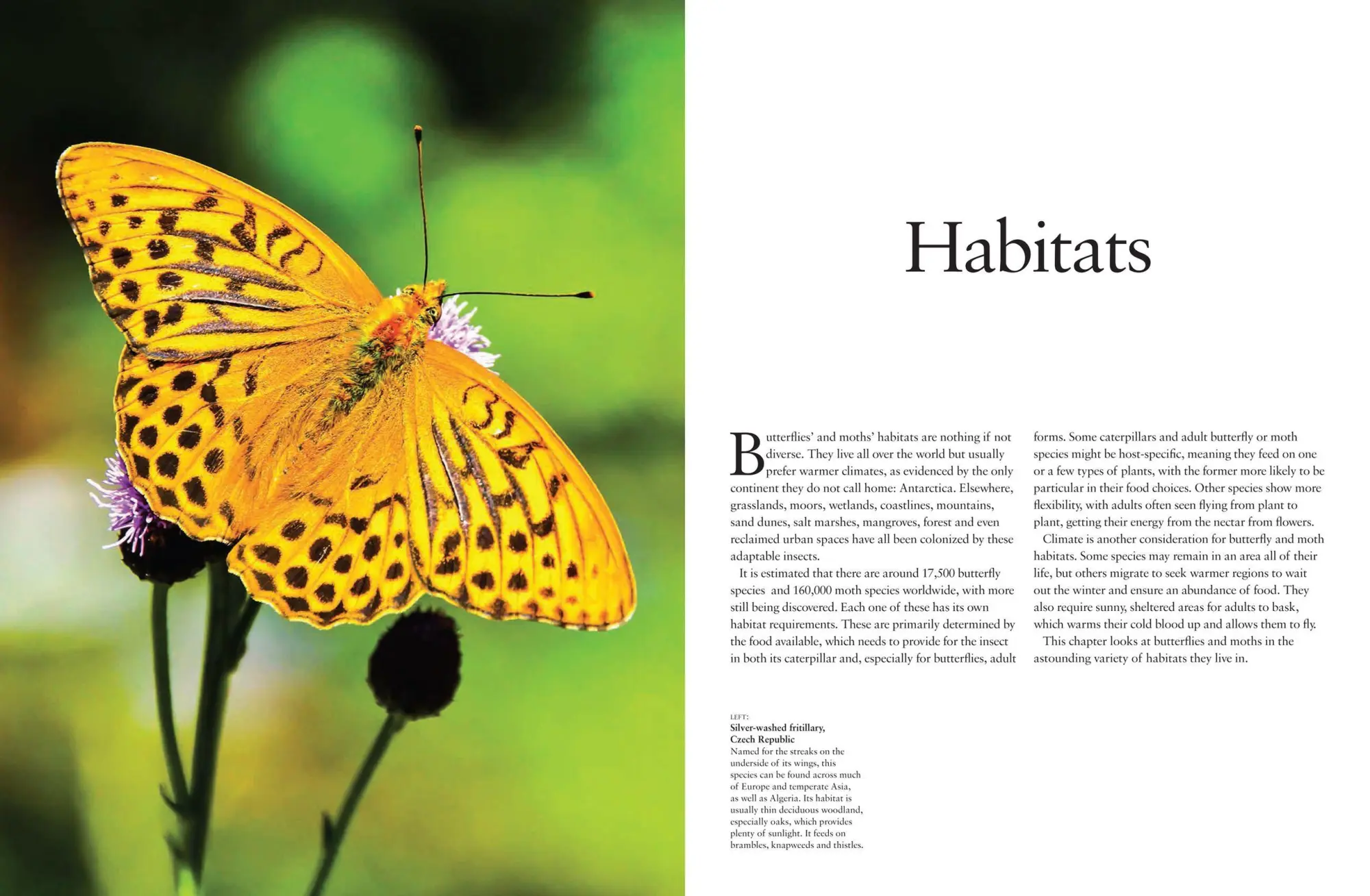 Bild: 9781838861605 | Butterflies | Beautiful Flying Insects | Julianna Photopoulos | Buch
