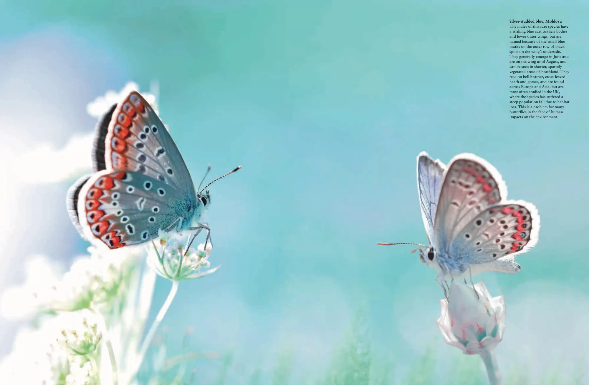 Bild: 9781838861605 | Butterflies | Beautiful Flying Insects | Julianna Photopoulos | Buch