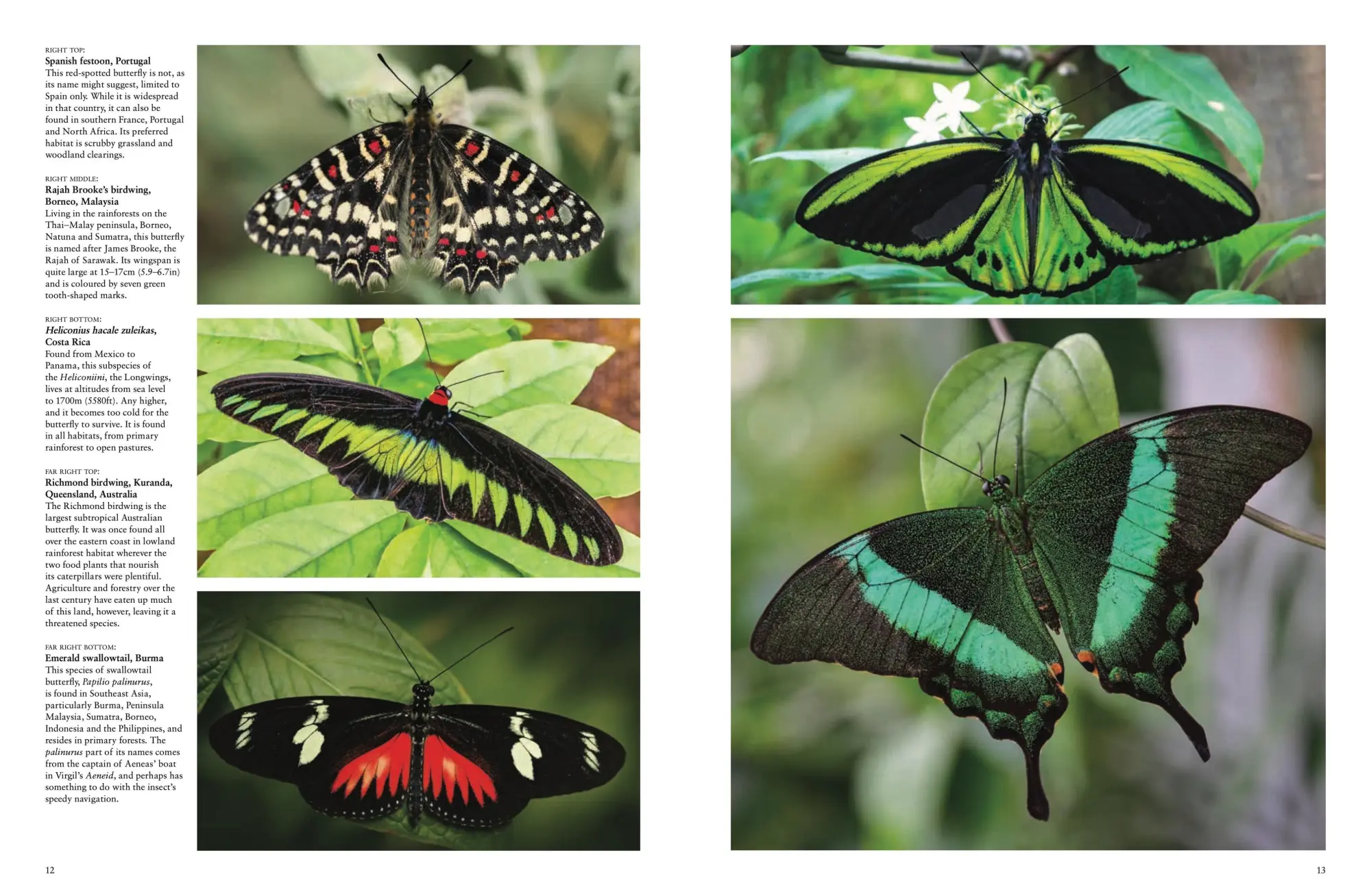 Bild: 9781838861605 | Butterflies | Beautiful Flying Insects | Julianna Photopoulos | Buch