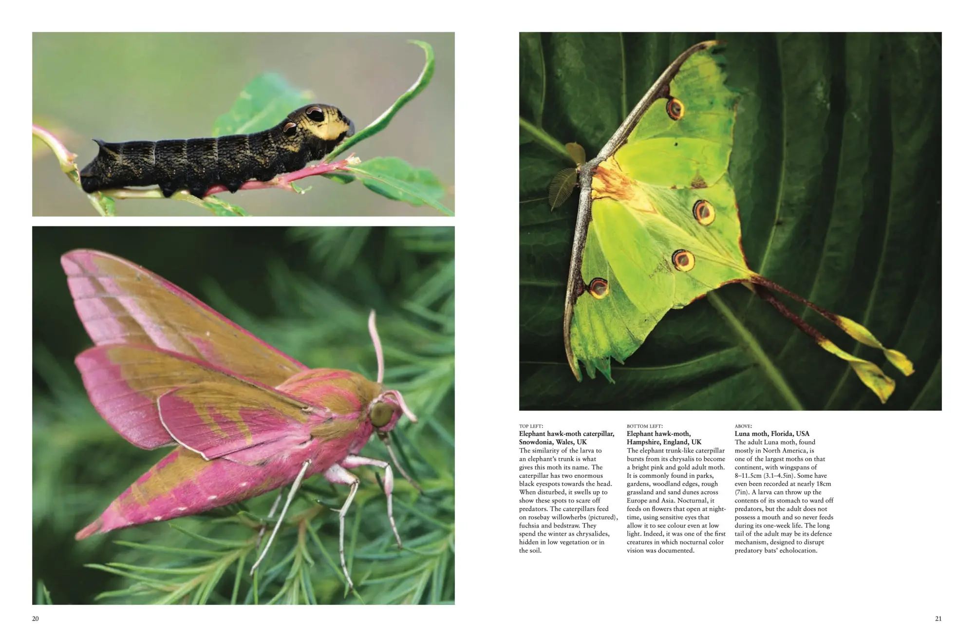 Bild: 9781838861605 | Butterflies | Beautiful Flying Insects | Julianna Photopoulos | Buch