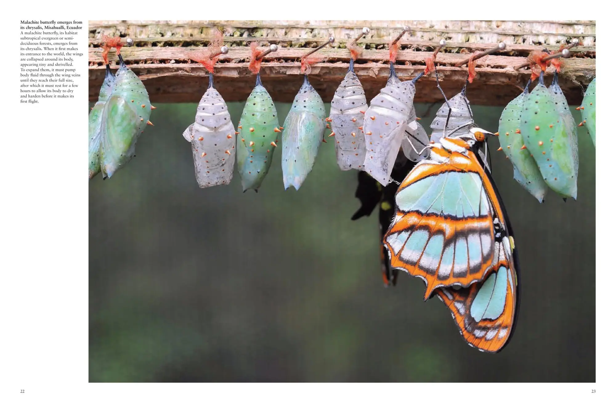 Bild: 9781838861605 | Butterflies | Beautiful Flying Insects | Julianna Photopoulos | Buch
