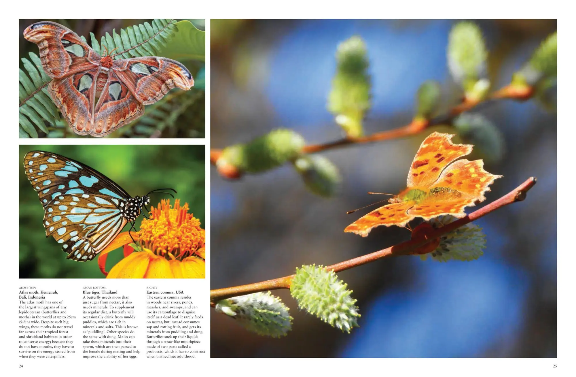 Bild: 9781838861605 | Butterflies | Beautiful Flying Insects | Julianna Photopoulos | Buch
