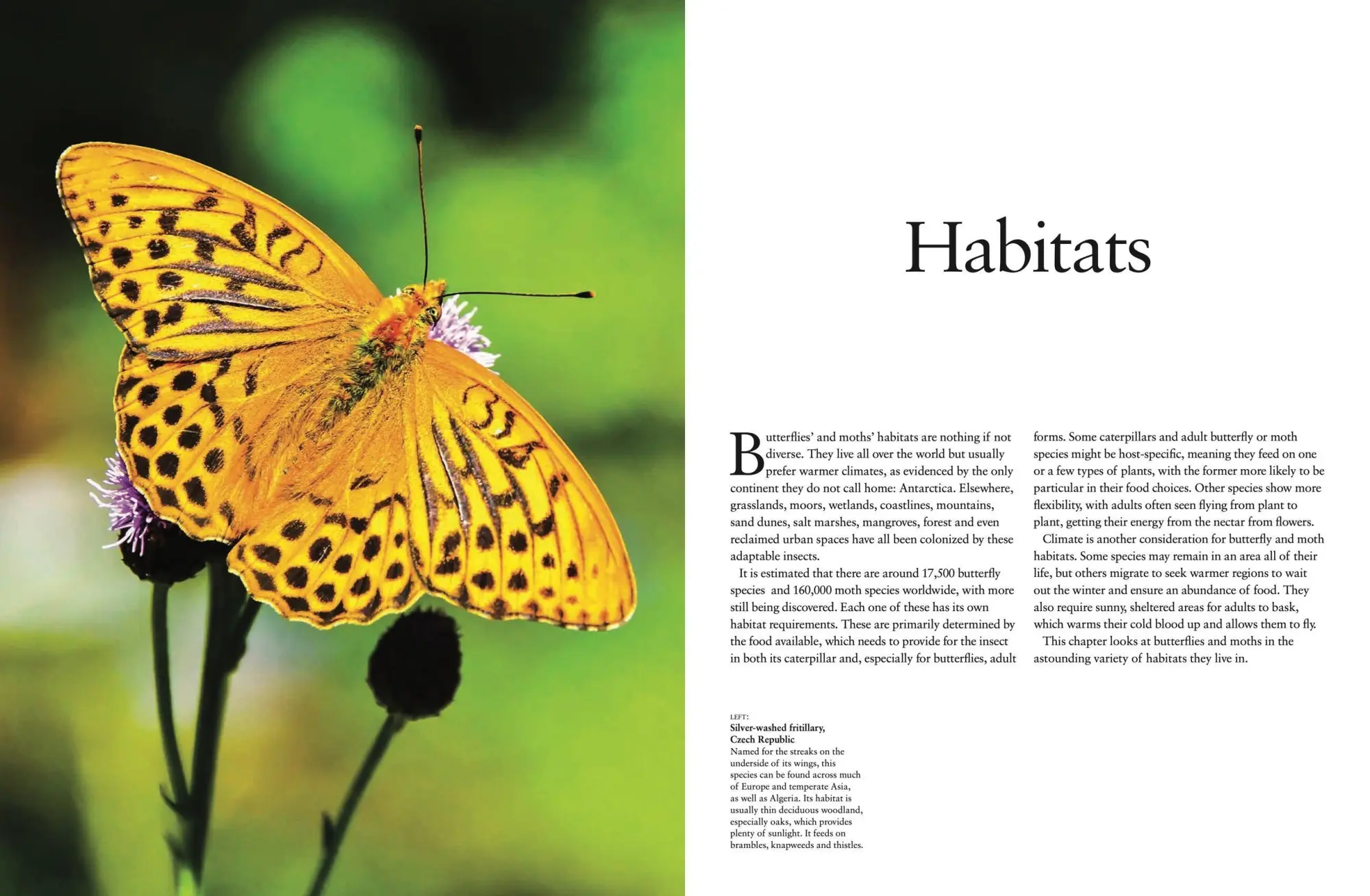 Bild: 9781838861605 | Butterflies | Beautiful Flying Insects | Julianna Photopoulos | Buch
