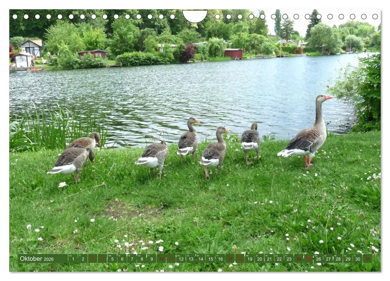 Bild: 9783457581605 | Wunderschöne Mecklenburgische Seenplatte (Wandkalender 2026 DIN A4...