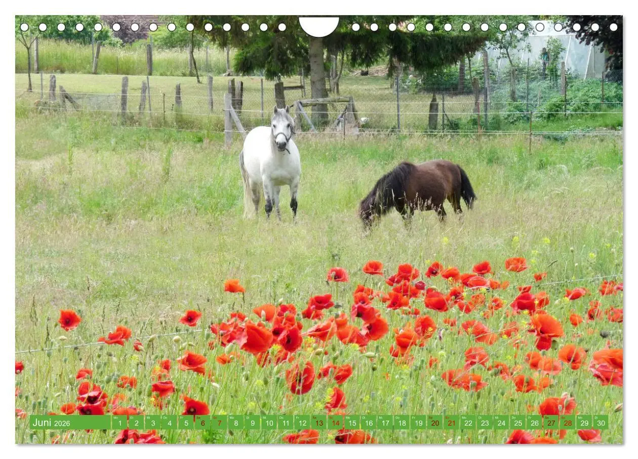 Bild: 9783457581605 | Wunderschöne Mecklenburgische Seenplatte (Wandkalender 2026 DIN A4...