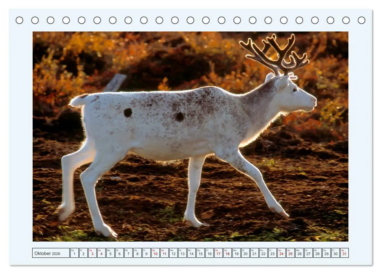 Bild: 9783457891605 | Faszination Finnland (Tischkalender 2026 DIN A5 quer), CALVENDO...