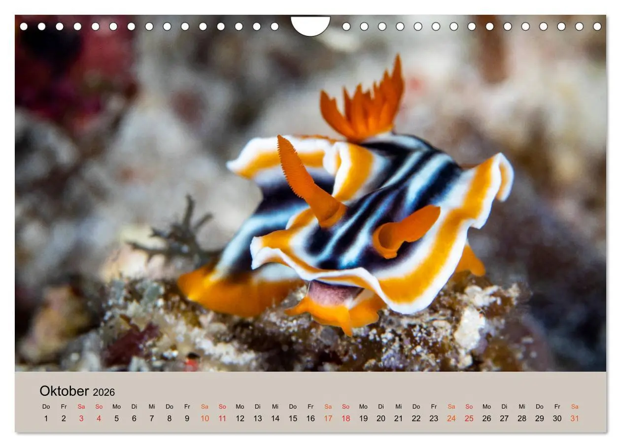 Bild: 9783516121605 | Meerestiere unter der Lupe - Unterwasserkalender (Wandkalender 2026...