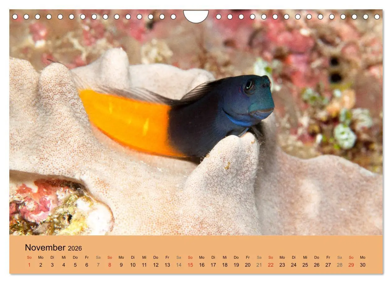 Bild: 9783516121605 | Meerestiere unter der Lupe - Unterwasserkalender (Wandkalender 2026...