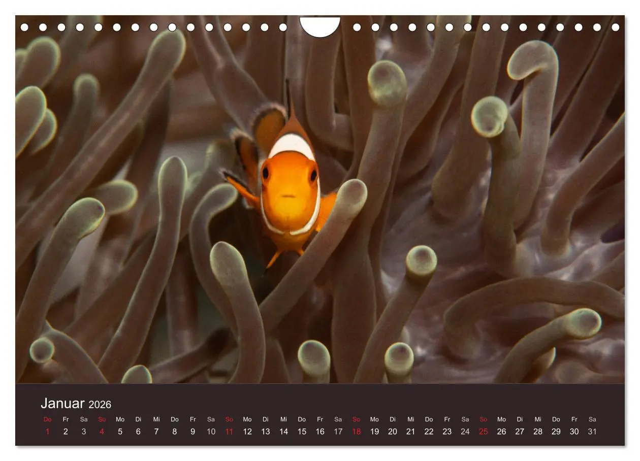 Bild: 9783516121605 | Meerestiere unter der Lupe - Unterwasserkalender (Wandkalender 2026...