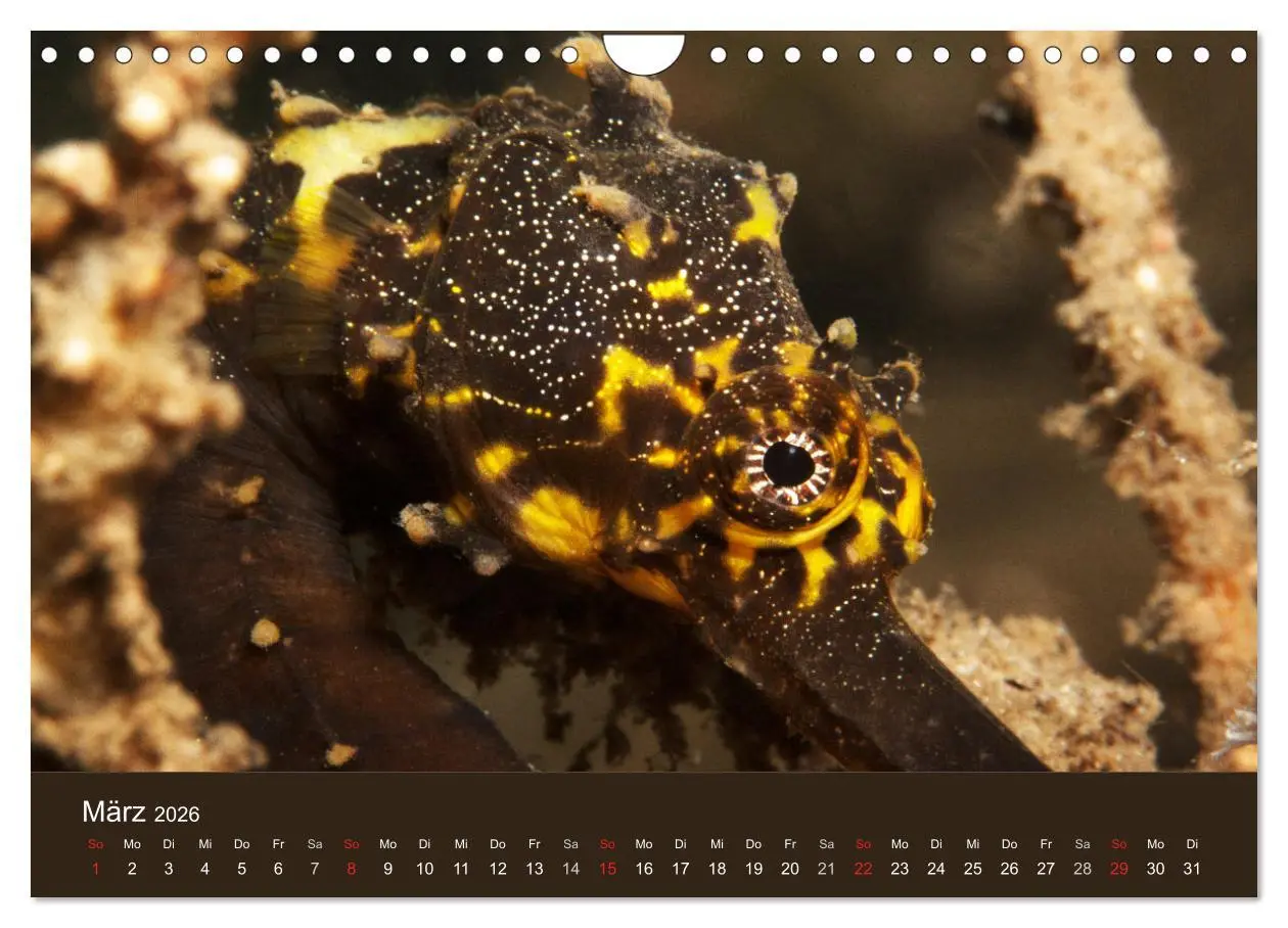 Bild: 9783516121605 | Meerestiere unter der Lupe - Unterwasserkalender (Wandkalender 2026...