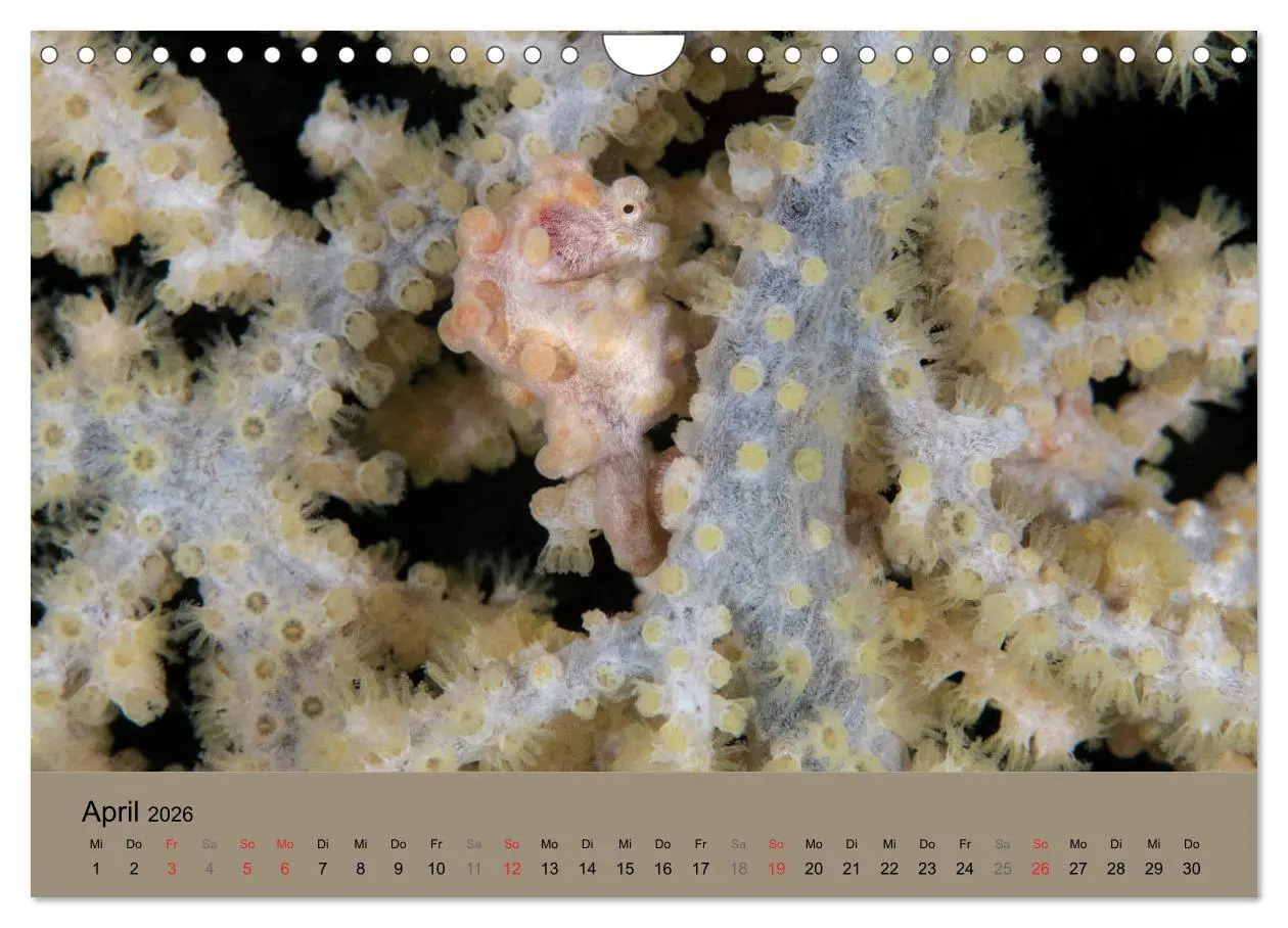 Bild: 9783516121605 | Meerestiere unter der Lupe - Unterwasserkalender (Wandkalender 2026...