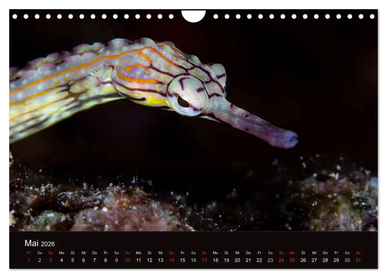 Bild: 9783516121605 | Meerestiere unter der Lupe - Unterwasserkalender (Wandkalender 2026...