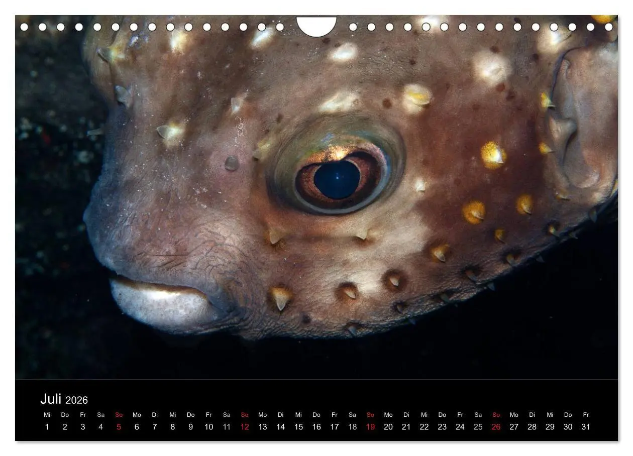 Bild: 9783516121605 | Meerestiere unter der Lupe - Unterwasserkalender (Wandkalender 2026...