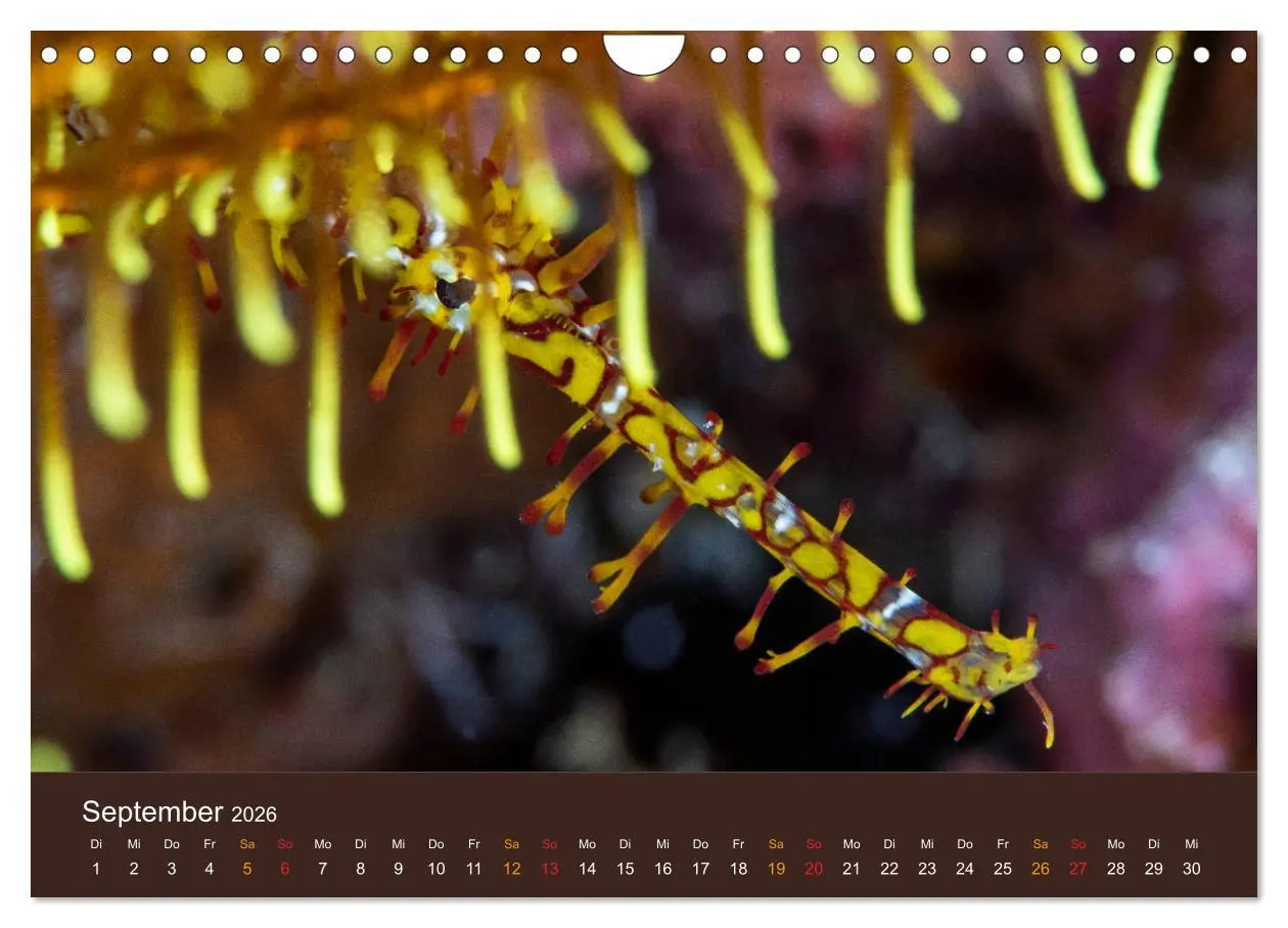 Bild: 9783516121605 | Meerestiere unter der Lupe - Unterwasserkalender (Wandkalender 2026...