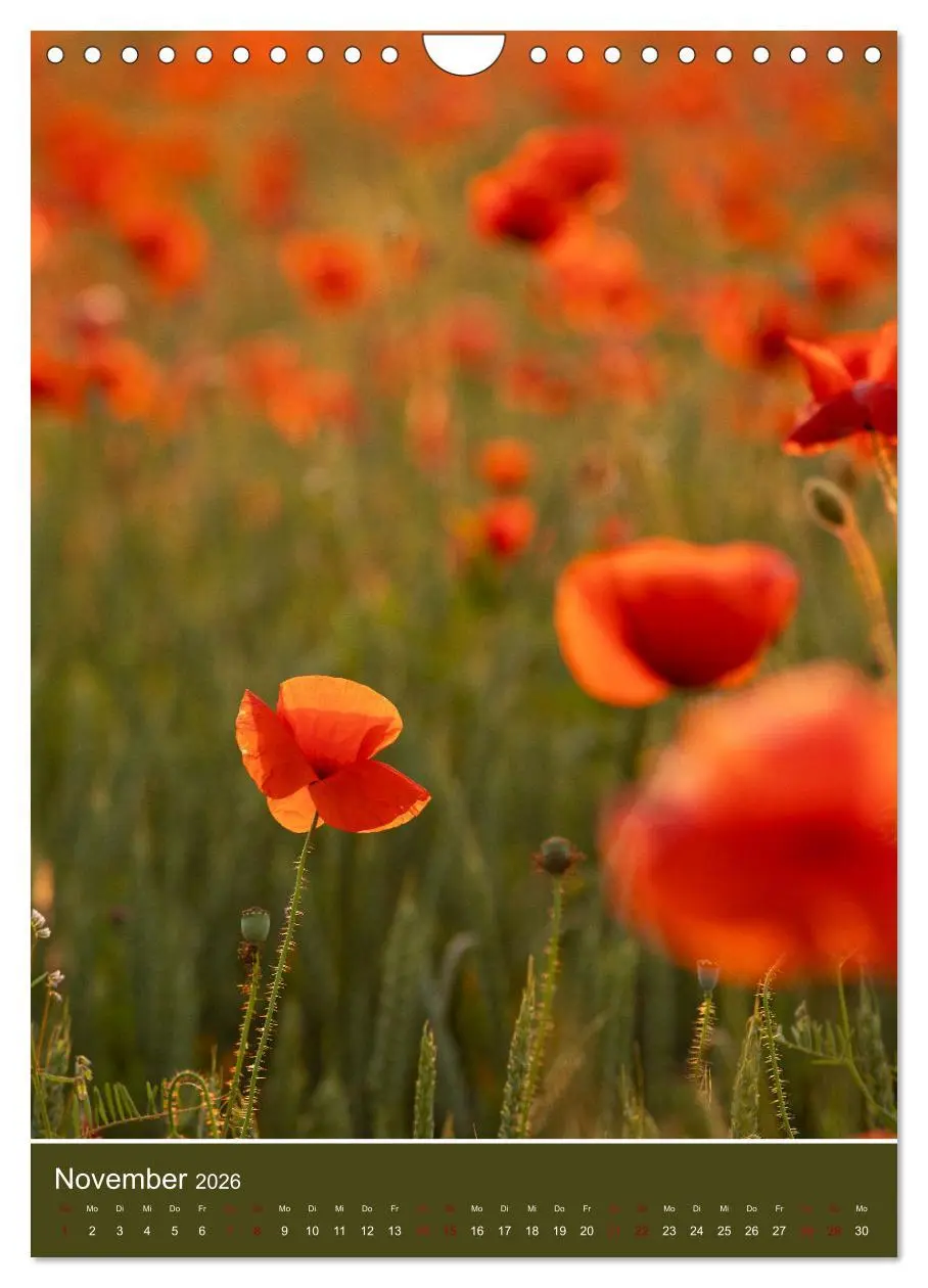 Bild: 9783516361605 | Mohnblumen - kraftvoll und zart (Wandkalender 2026 DIN A4 hoch),...