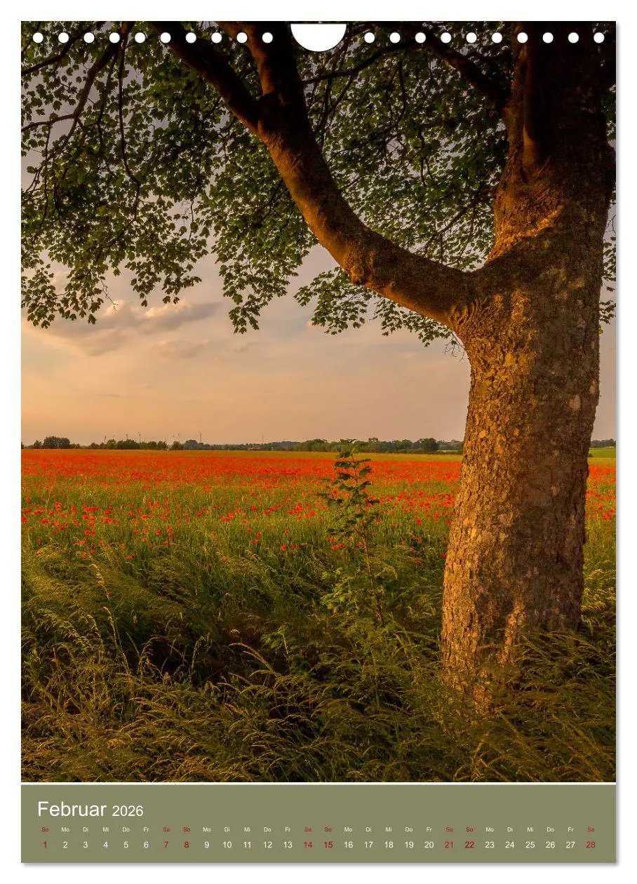 Bild: 9783516361605 | Mohnblumen - kraftvoll und zart (Wandkalender 2026 DIN A4 hoch),...