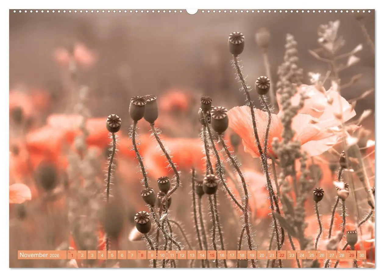 Bild: 9783457711705 | Mohnblumen - Fotografie mit Magie (hochwertiger Premium...
