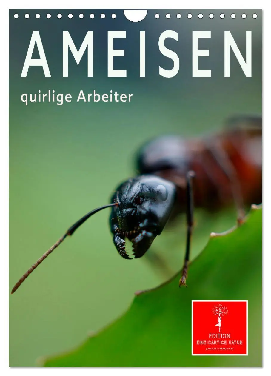 Cover: 9783516351705 | Ameisen quirlige Arbeiter (Wandkalender 2026 DIN A4 hoch), CALVENDO...