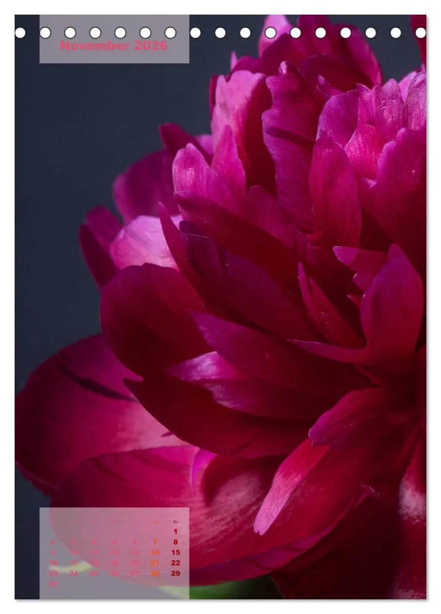 Bild: 9783516421705 | Die Königin der Rosen (Tischkalender 2026 DIN A5 hoch), CALVENDO...