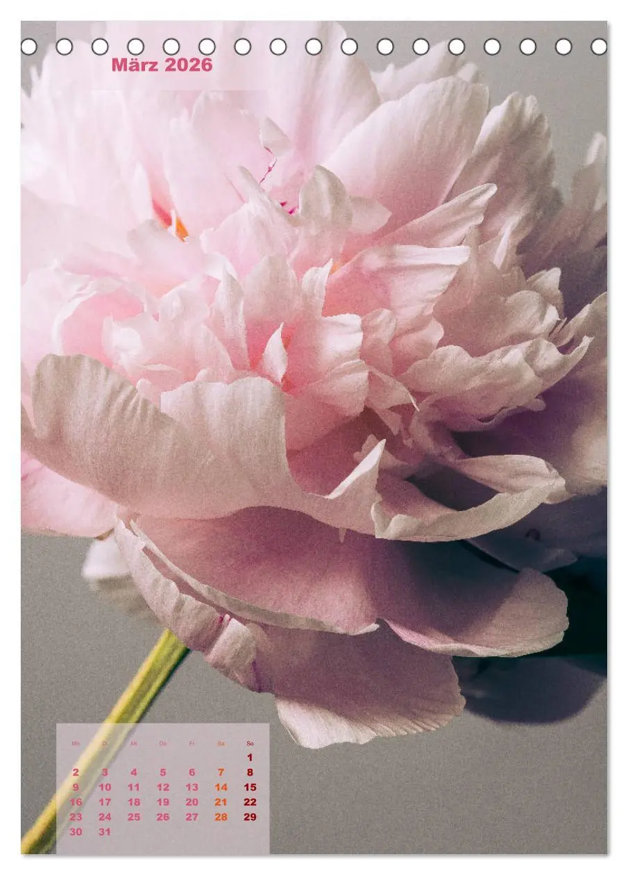 Bild: 9783516421705 | Die Königin der Rosen (Tischkalender 2026 DIN A5 hoch), CALVENDO...