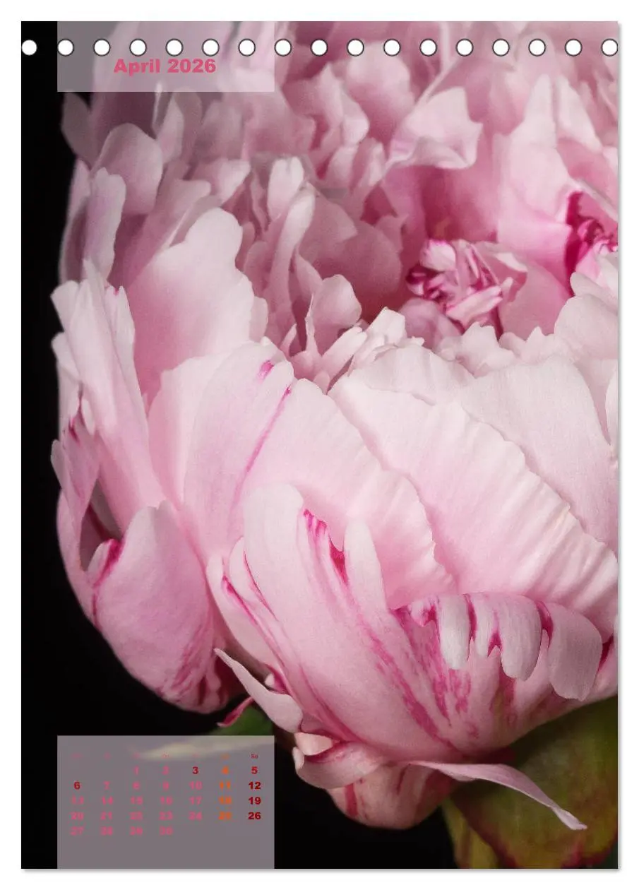 Bild: 9783516421705 | Die Königin der Rosen (Tischkalender 2026 DIN A5 hoch), CALVENDO...