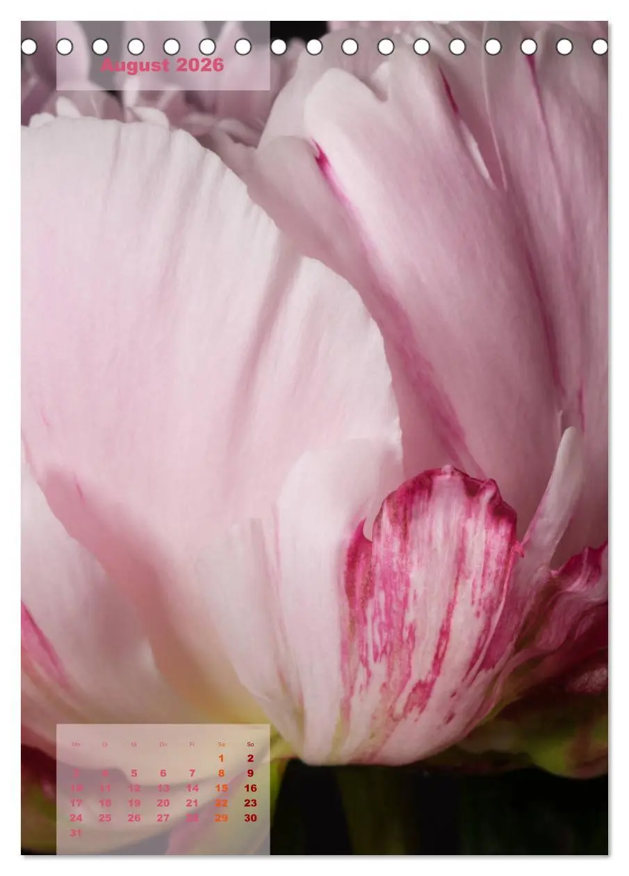 Bild: 9783516421705 | Die Königin der Rosen (Tischkalender 2026 DIN A5 hoch), CALVENDO...