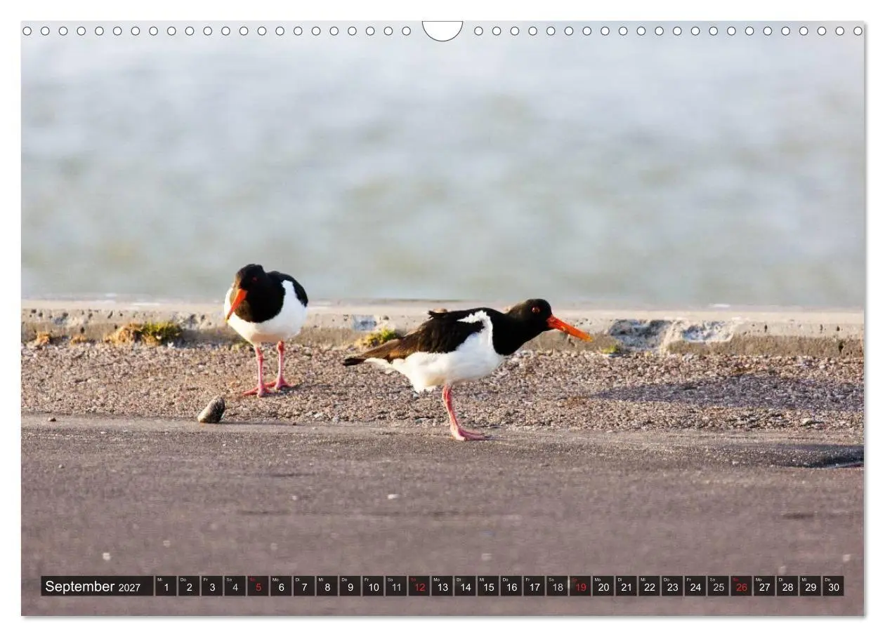 Bild: 9783594021705 | Rømø (Wandkalender 2027 DIN A3 quer), CALVENDO Monatskalender | 2027
