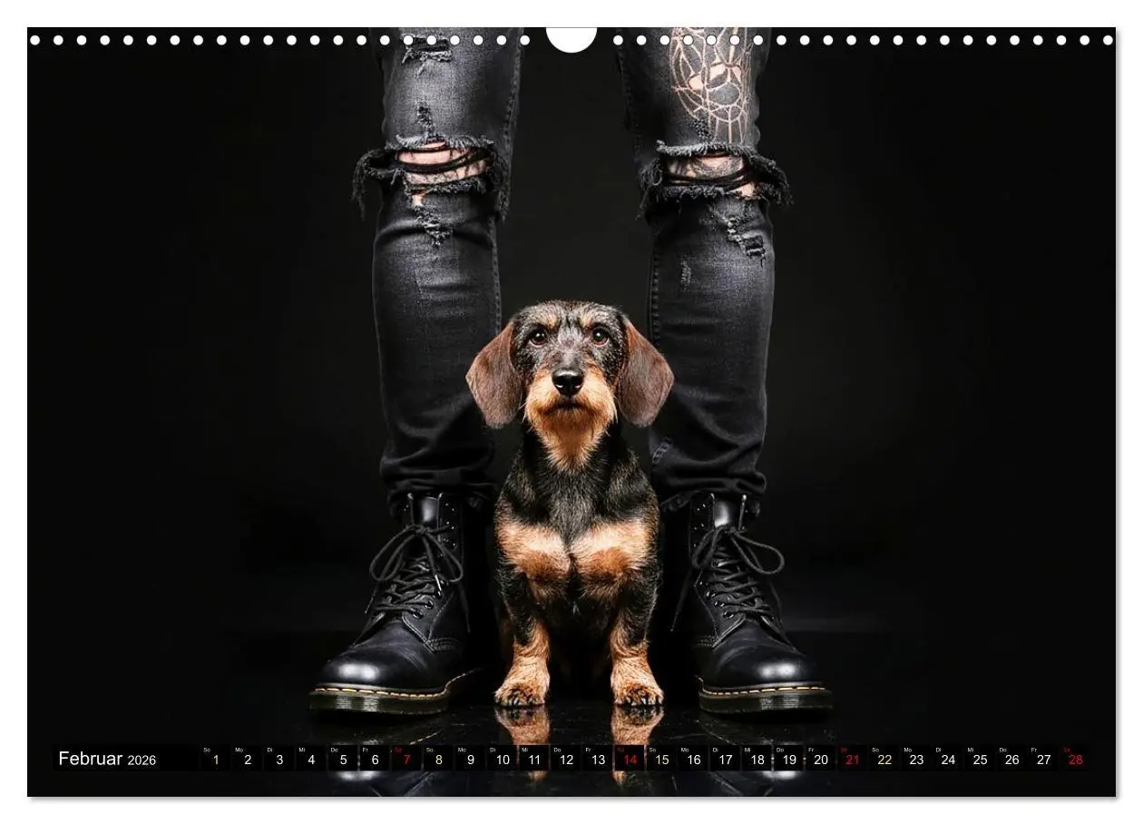 Bild: 9783516721805 | Coole Typen - Rauhaardackel (Wandkalender 2026 DIN A3 quer),...